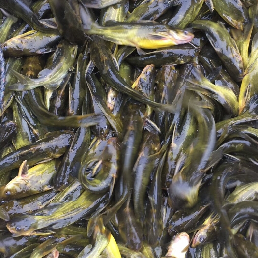 富顺县黄颡鱼苗 