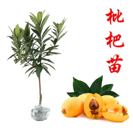 灵山县大五星 