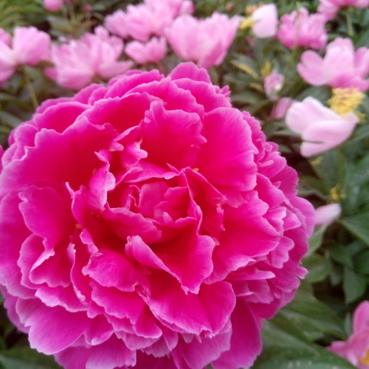 菏泽多瓣芍药 8~10cm 0.5米以下