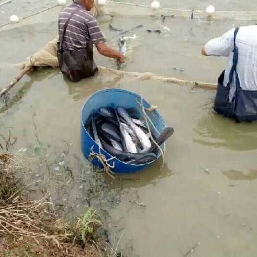 富顺县鸭嘴鱼苗 
