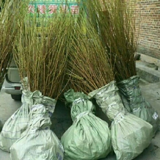 炎陵县黄金奈李苗 