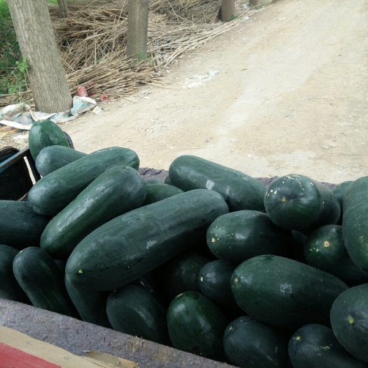 通许县 冬瓜