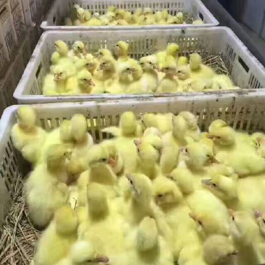 衡阳江南一号蛋鸭苗 