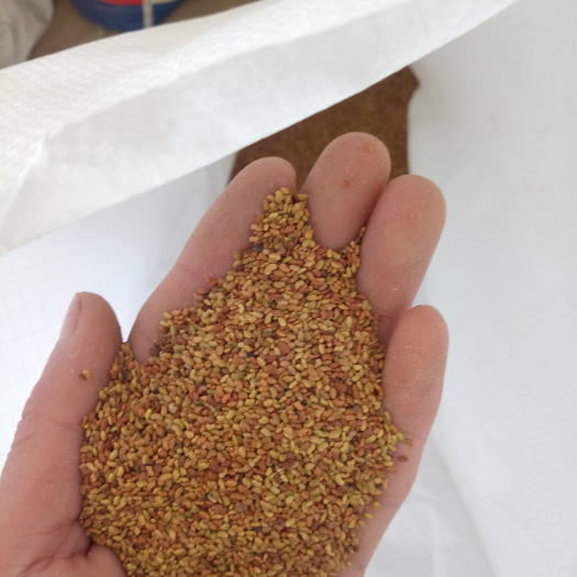 郓城县紫花苜蓿 包发芽 送种植资料