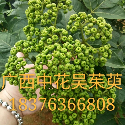 灵川县吴茱萸 