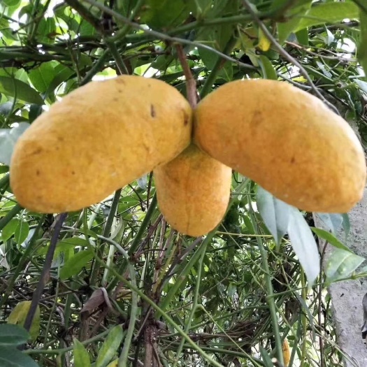 鄱阳县九月黄金蕉苗 