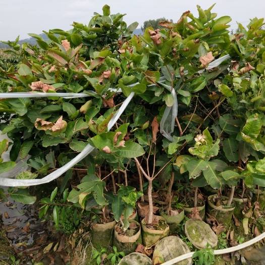 灵山县大叶红莲雾苗 