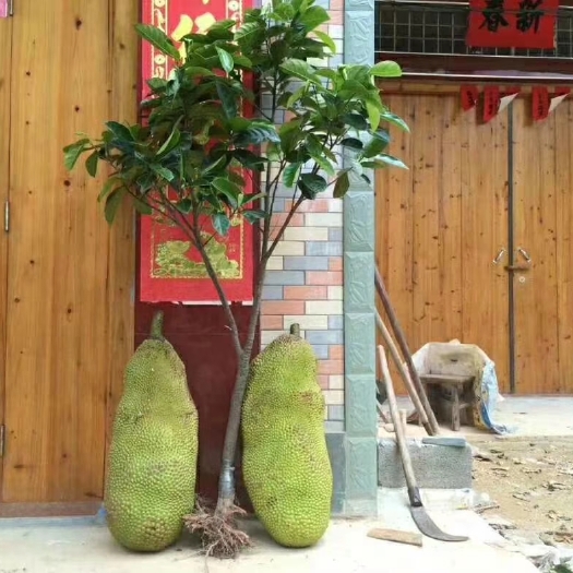 灵山县红肉菠萝蜜苗 