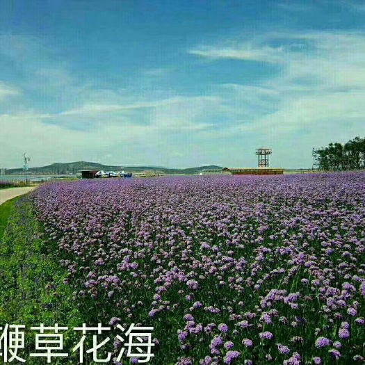 青州市鼠尾草 草花~多年生