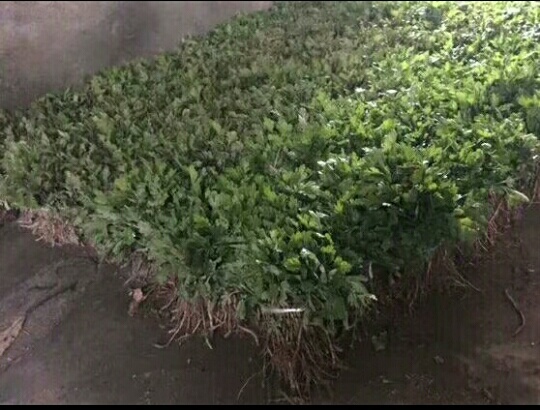 九月菊 金丝皇菊
