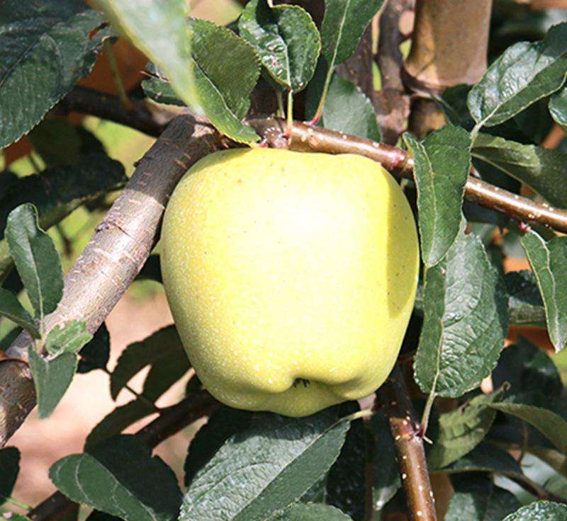 泰安维纳斯黄金苹果苗 1~1.5米 