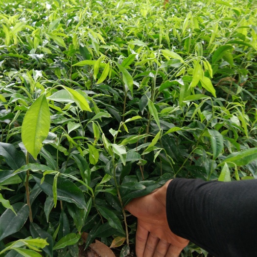 灵山县奇楠沉香树