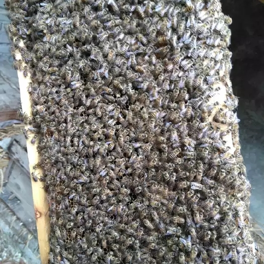 商洛 整箱蜜蜂出售，提供售后技术