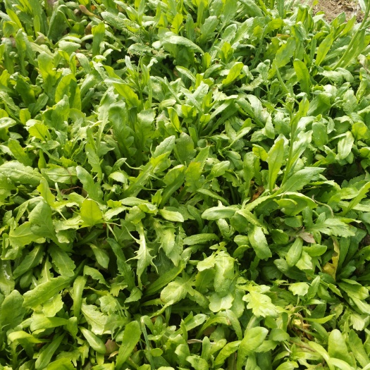 济南野生荠菜 5~10cm
