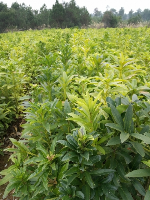 道县棱角山矾 2~3米 2~4公分 带土球发货