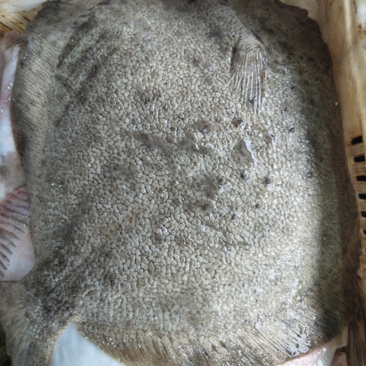 连云港偏口鱼 鲜活多宝鱼