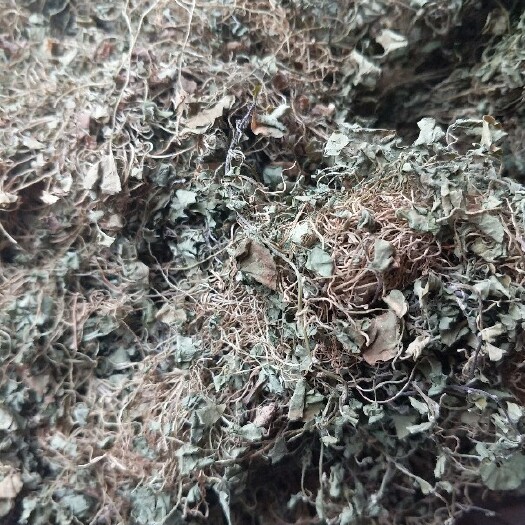 重庆市马蹄金 