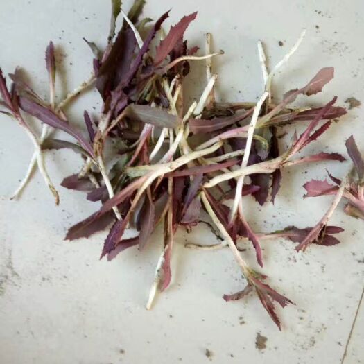 锦州苦菜 