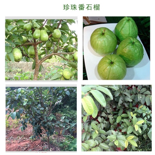 灵山县红心芭乐番石榴苗 