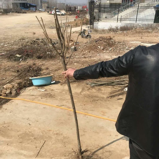 商洛布鲁克斯樱桃树苗 