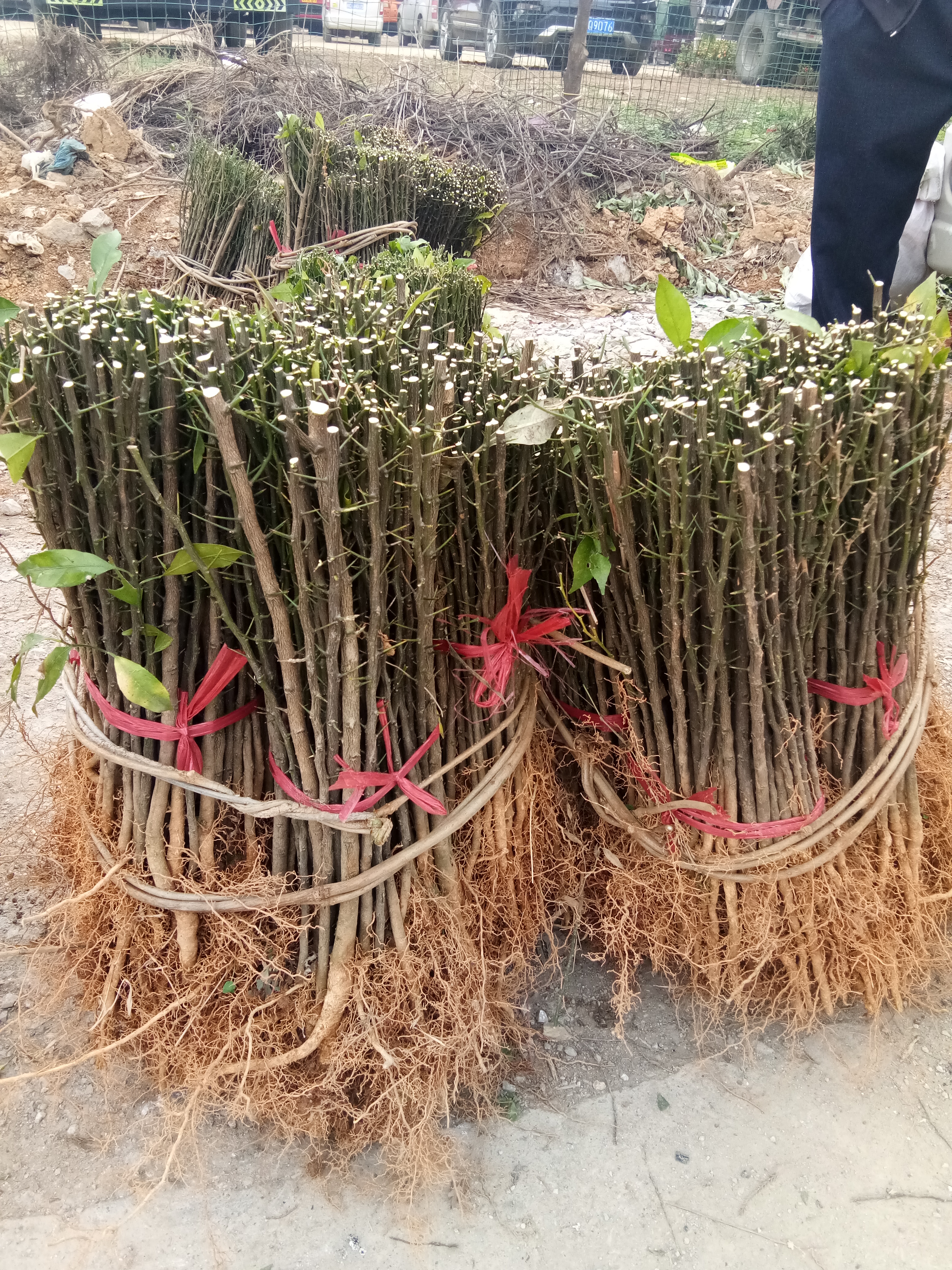 酸柑苗 移栽苗 0.35~0.5米 