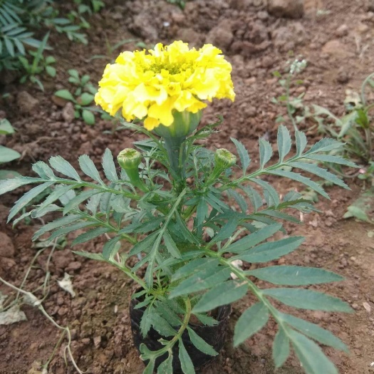 青州市万寿菊