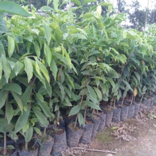灵山县奇楠沉香树 