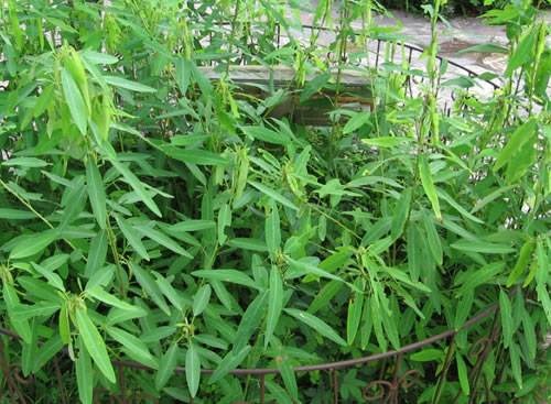 沭阳县舞草