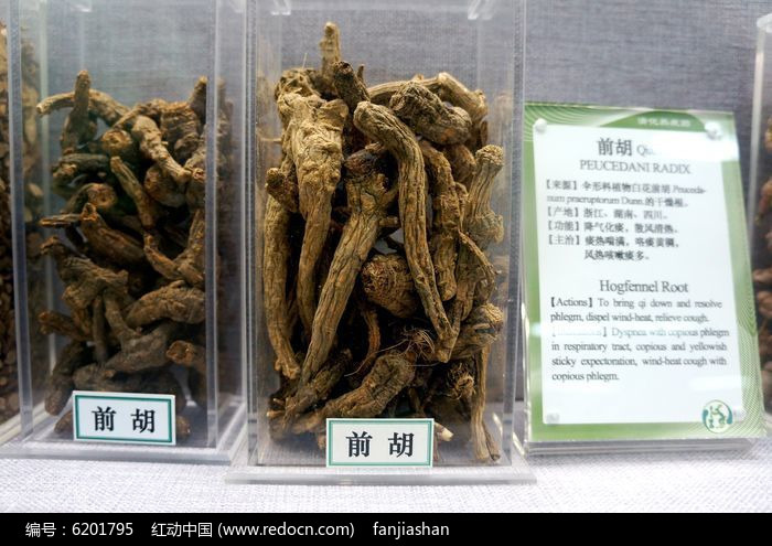 旺苍县前胡  干货！包邮