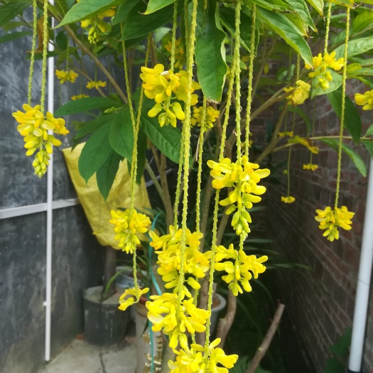 容县黄花倒水莲