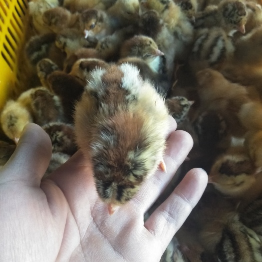 南宁良凤花鸡苗 统货