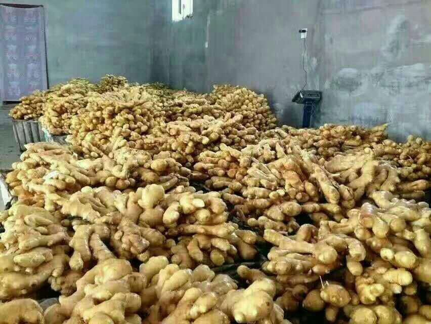 大黄姜 混装通货 带土