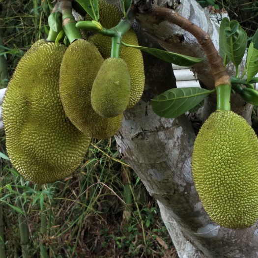 灵山县四季菠萝蜜苗 四季菠萝蜜苗