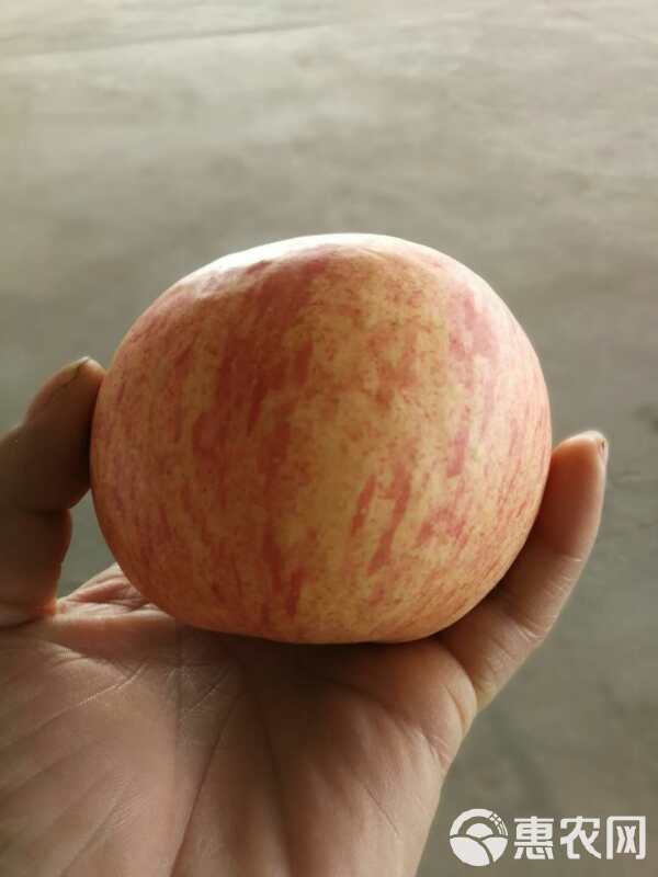 红富士苹果 75mm以上 统货 纸+膜袋 