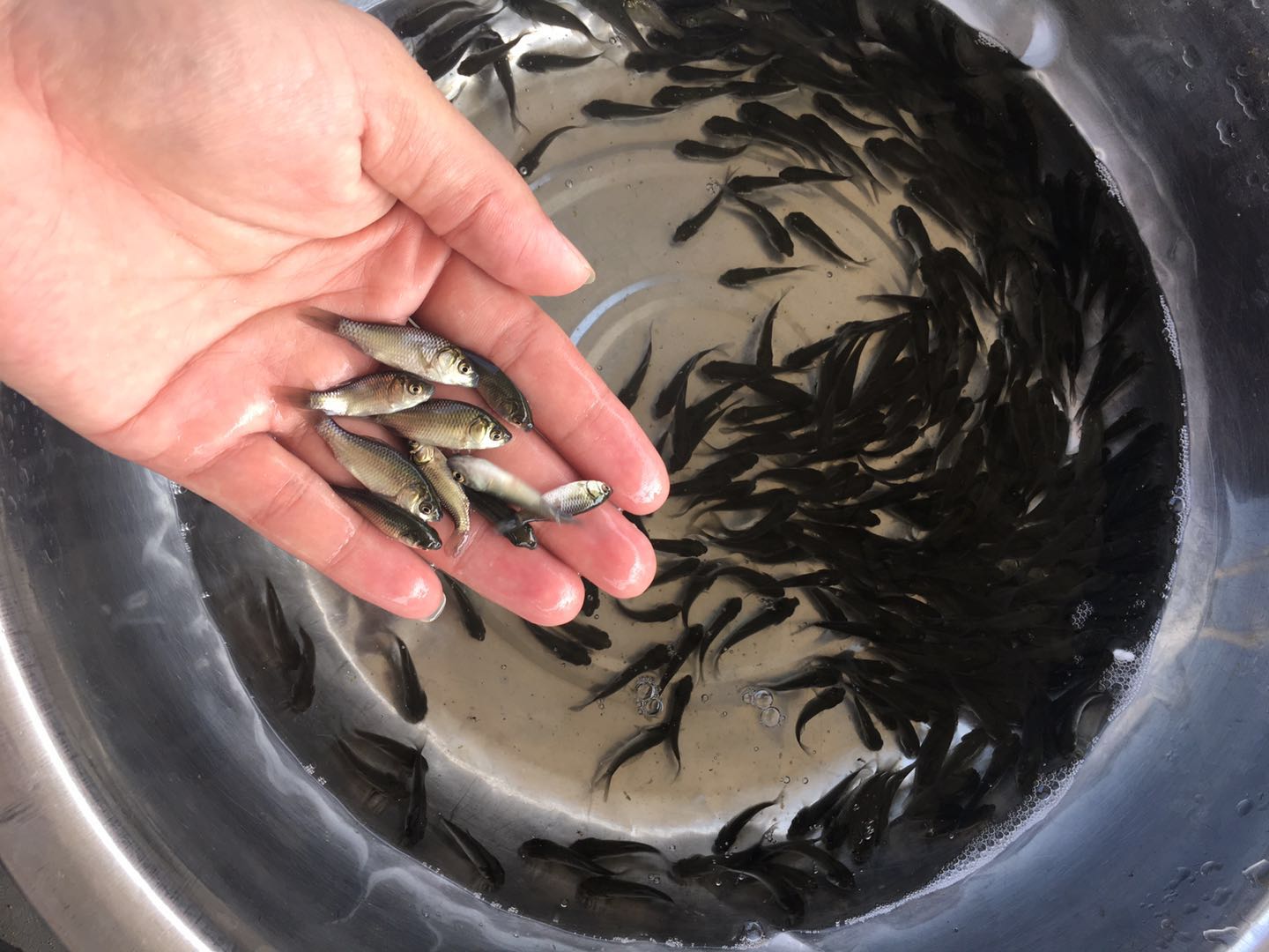 鲫鱼苗  中科五号银/超级/苗场直供，快大，抵抗力强