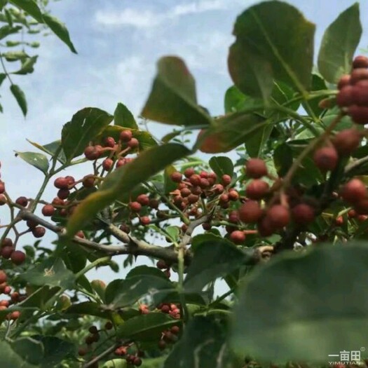 泰安大红袍花椒苗 