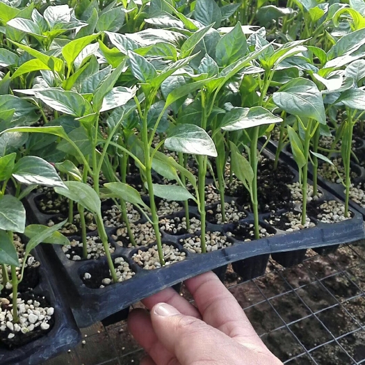 寿光市尖椒苗 8～10片真叶 