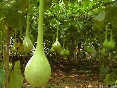 济南观赏葫芦种子品种 长柄葫芦种子