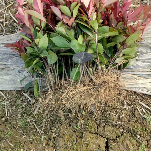 咸宁红叶石楠