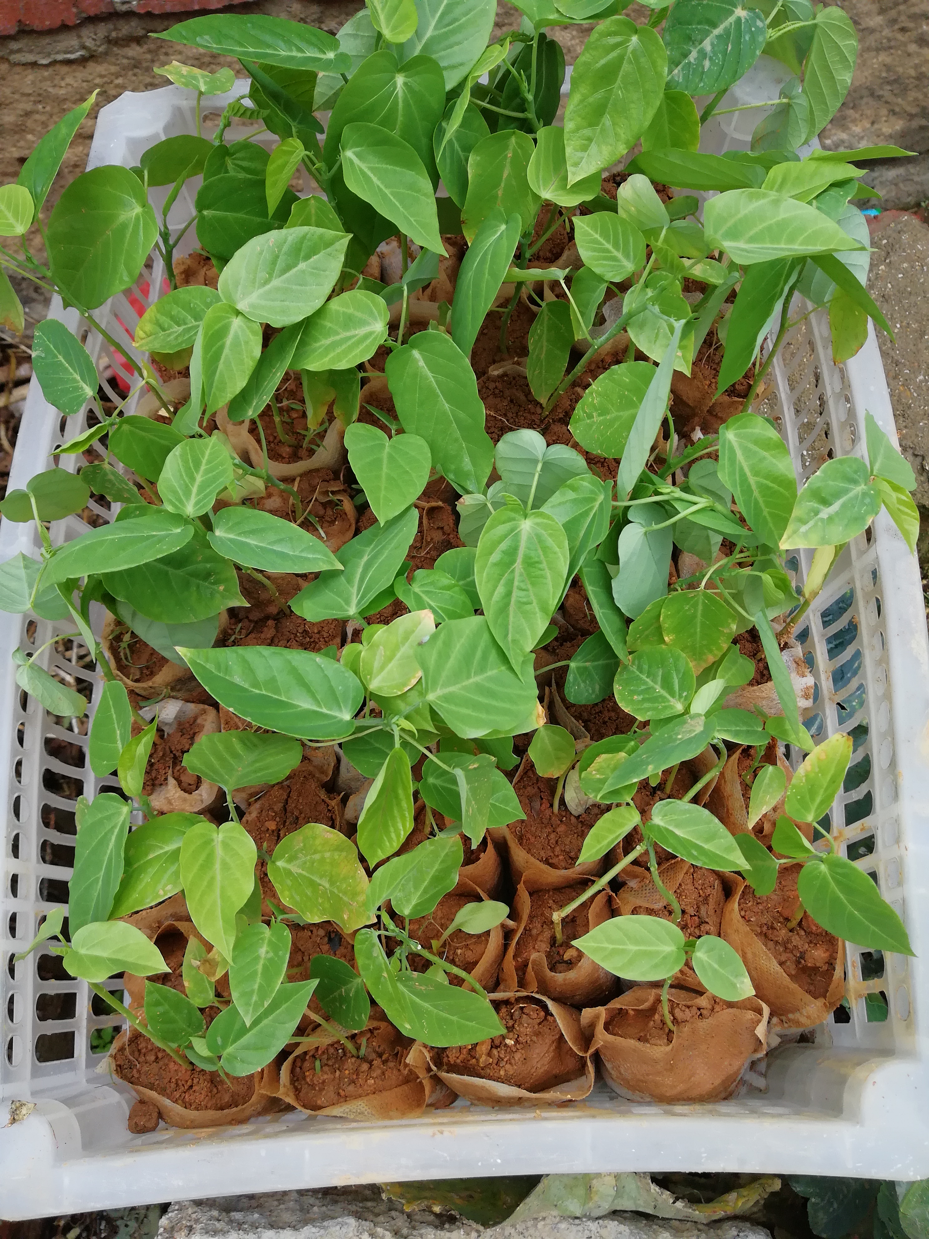 哥伦比亚百香果苗 