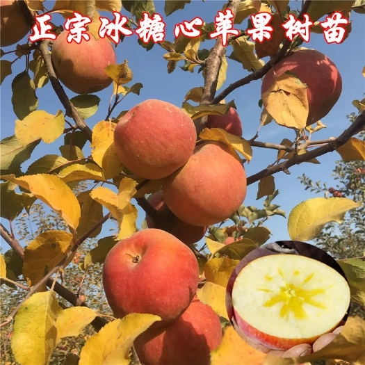 平邑县冰糖心苹果苗 1~1.5米 