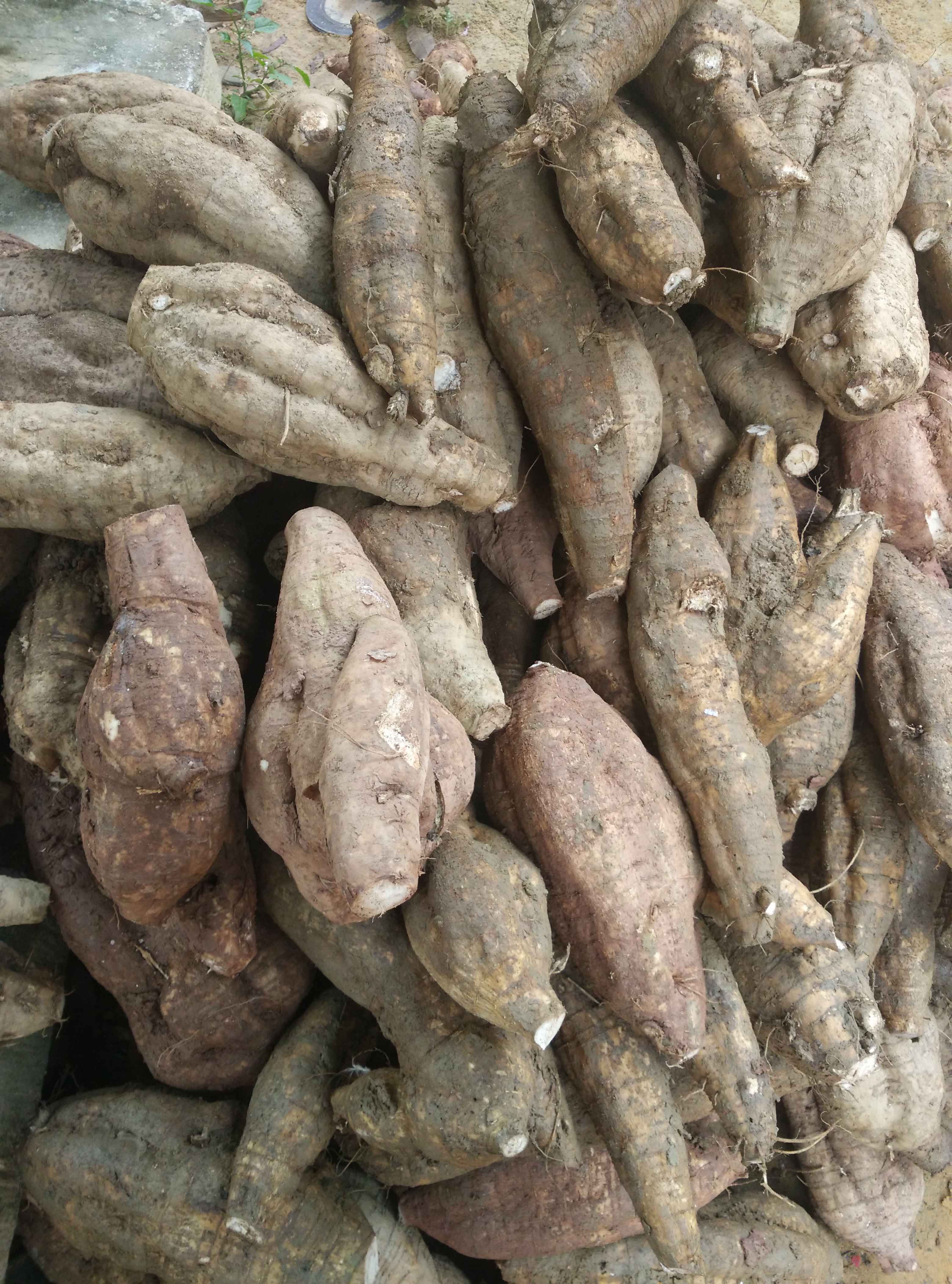 葛根粉 野葛粉