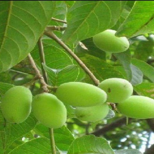 灵山县黄橄榄 