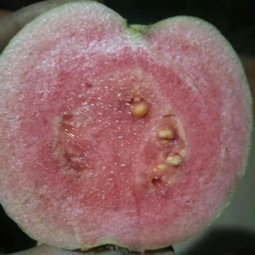 容县红心芭乐番石榴苗 红宝石芭乐番石榴