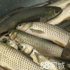 重庆市丁桂鱼苗