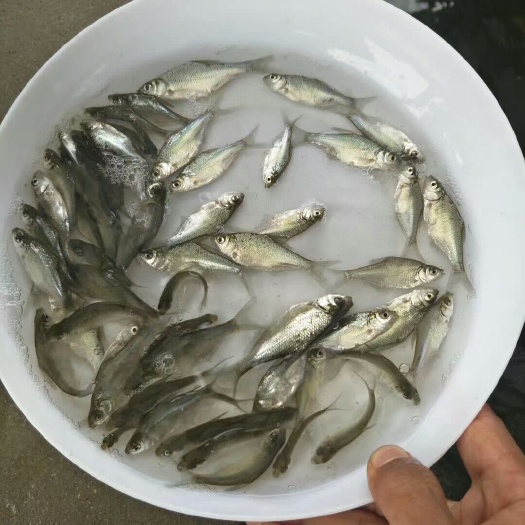 博罗县武昌鱼苗