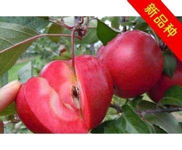 平邑县红肉苹果树苗 1~1.5米