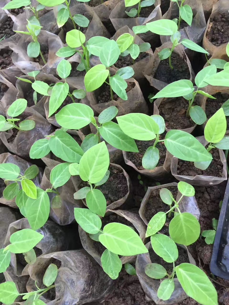 哥伦比亚百香果苗 