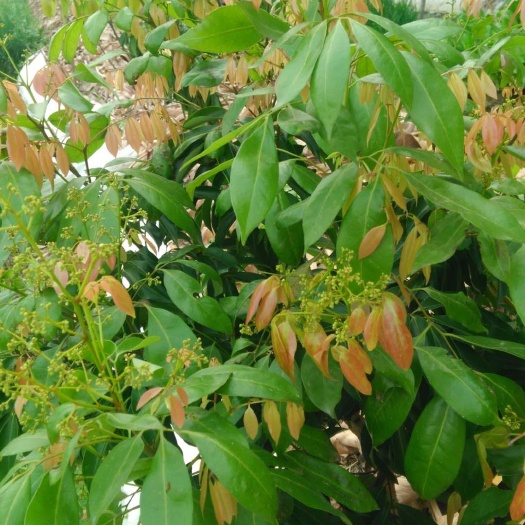 灵山县无核荔枝苗