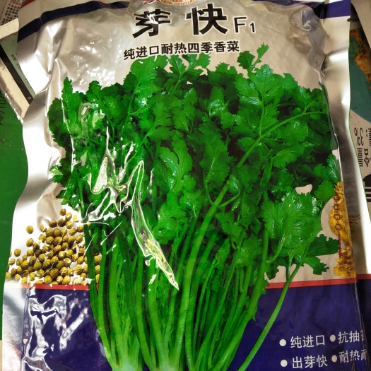 社旗县香菜种子 